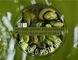 Краситель водорастворимый Зеленый EMERALD PISTACHIO 10 г 09e7cf6d-c9c5-11ef-894c-d2fe14d72db1 фото 2