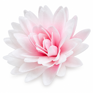 Вафельный декор Астра пионовидная Rose Decor розовая 1 шт 5d3e40cc-777f-11f0-89e2-9cca6391b592 фото